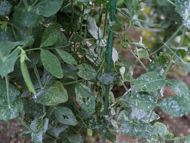 スナップエンドウがうどんこ病に お酢スプレーで対策 Kitchen Garden Blog