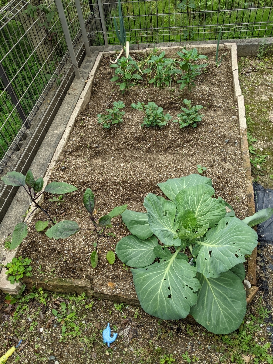 キャベツの青虫対策 木酢液が良いらしい Kitchen Garden Blog