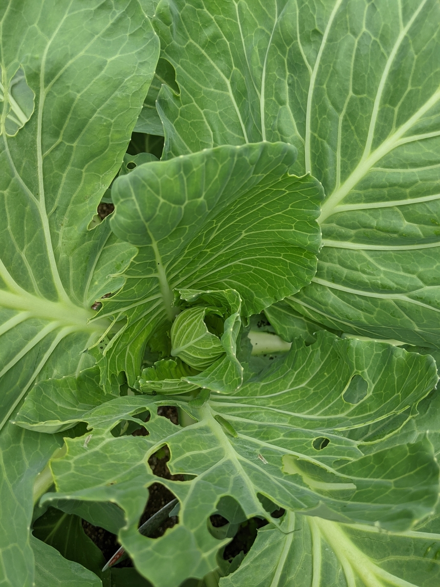キャベツの青虫対策 木酢液が良いらしい Kitchen Garden Blog