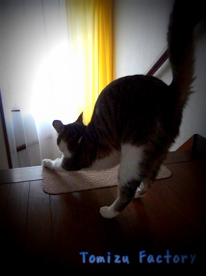 f:id:Tomy103103:20151023005419j:plain