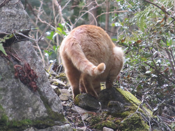 f:id:Tomy103103:20160226004427j:plain