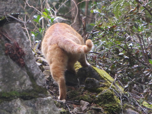 f:id:Tomy103103:20160226004429j:plain