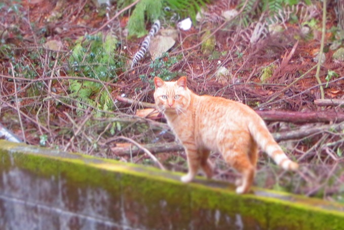 f:id:Tomy103103:20160226004430j:plain