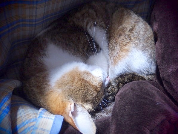 f:id:Tomy103103:20160227214114j:plain f:id:Tomy103103:20160227214114j:plain