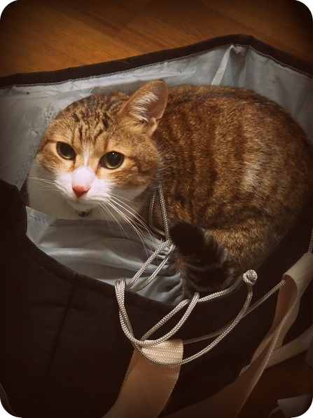 f:id:Tomy103103:20160407223606j:plain f:id:Tomy103103:20160407223606j:plain