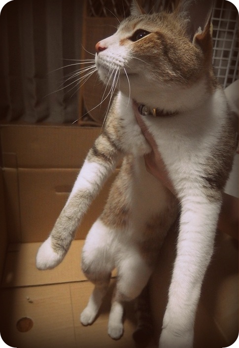 f:id:Tomy103103:20160613231711j:plain f:id:Tomy103103:20160613231711j:plain