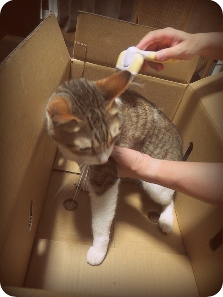 f:id:Tomy103103:20160613231712j:plain f:id:Tomy103103:20160613231712j:plain