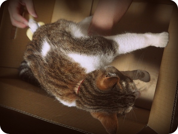 f:id:Tomy103103:20160613231713j:plain f:id:Tomy103103:20160613231713j:plain