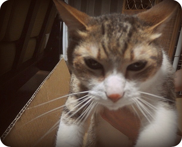 f:id:Tomy103103:20160613231714j:plain f:id:Tomy103103:20160613231714j:plain