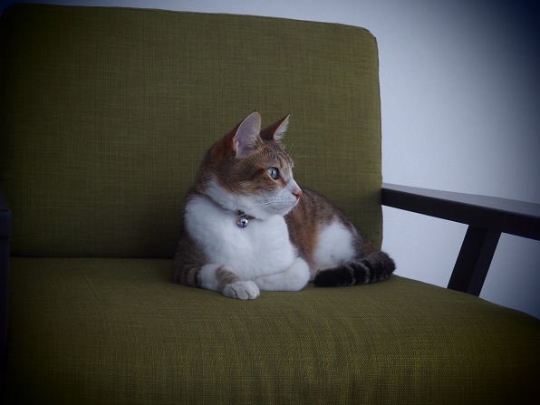 f:id:Tomy103103:20160615003942j:plain