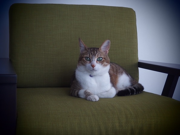 f:id:Tomy103103:20160615004011j:plain