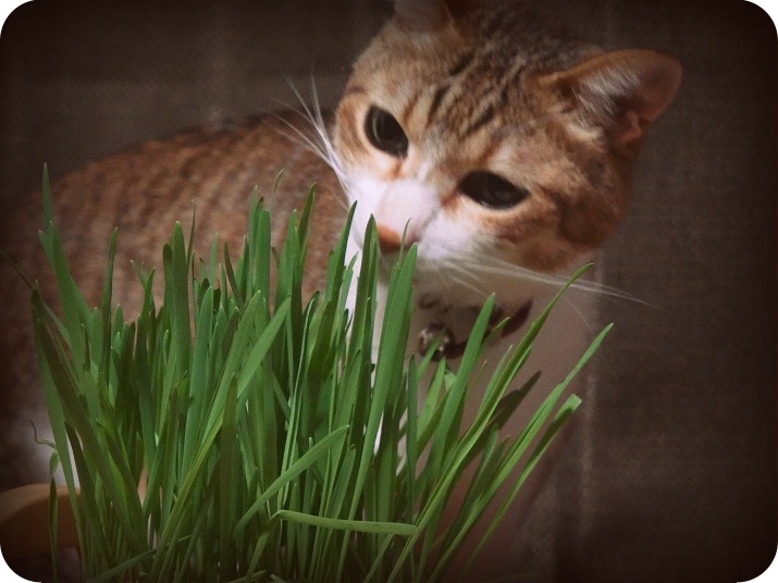 f:id:Tomy103103:20160624010643j:plain f:id:Tomy103103:20160624010643j:plain