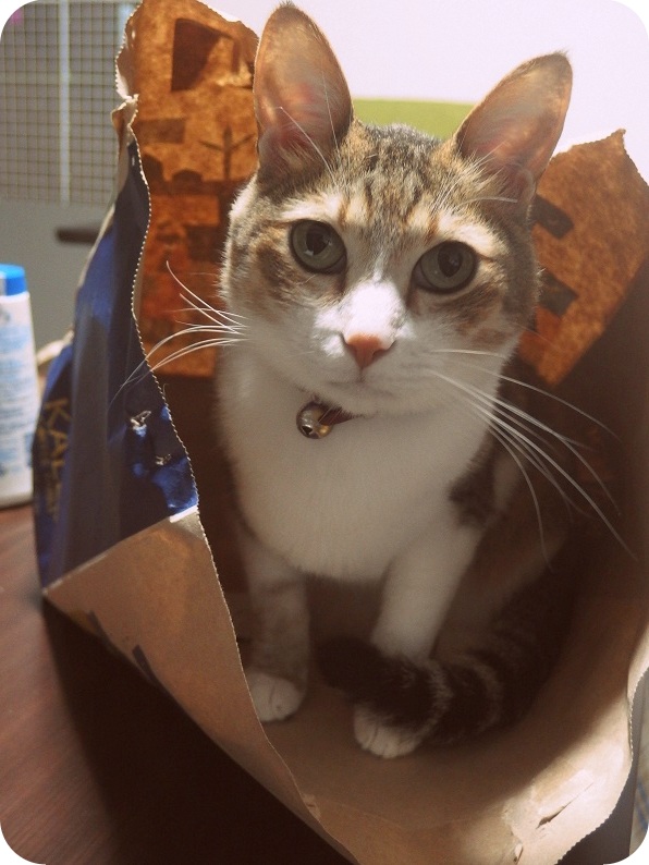 f:id:Tomy103103:20160630012807j:plain f:id:Tomy103103:20160630012807j:plain