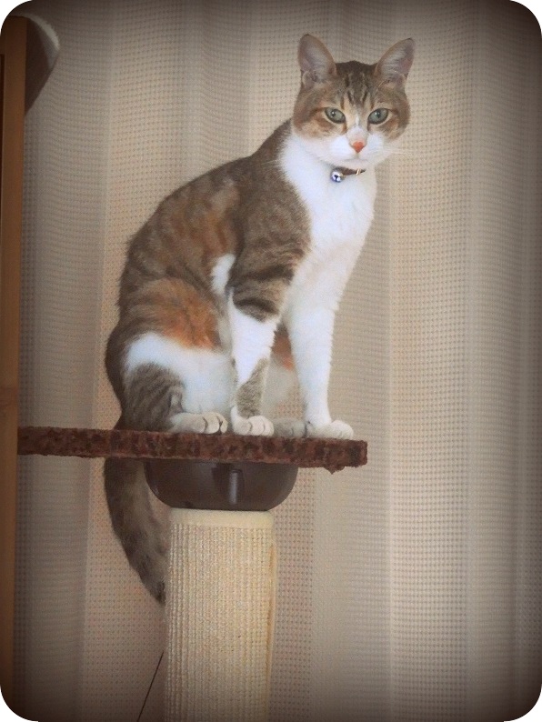 f:id:Tomy103103:20160705221046j:plain f:id:Tomy103103:20160705221046j:plain