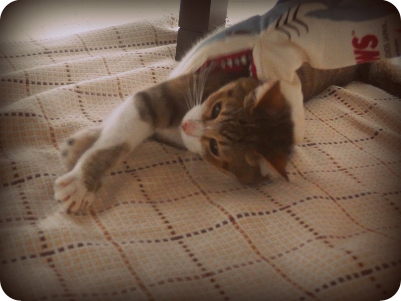 f:id:Tomy103103:20160706231443j:plain f:id:Tomy103103:20160706231443j:plain