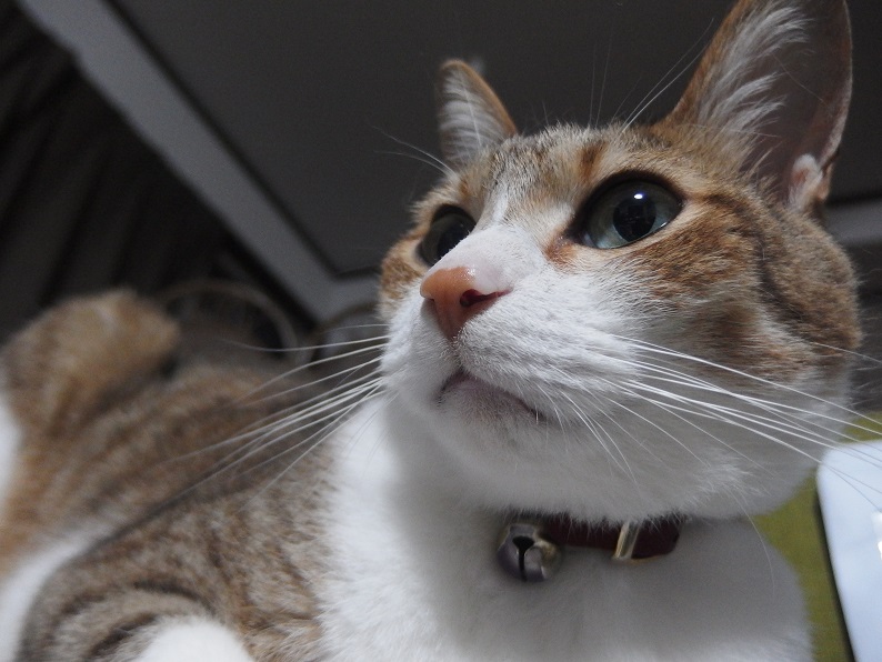 f:id:Tomy103103:20160715004444j:plain