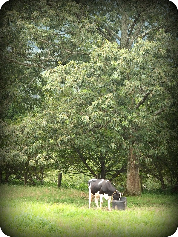 f:id:Tomy103103:20160725142824j:plain f:id:Tomy103103:20160725142824j:plain