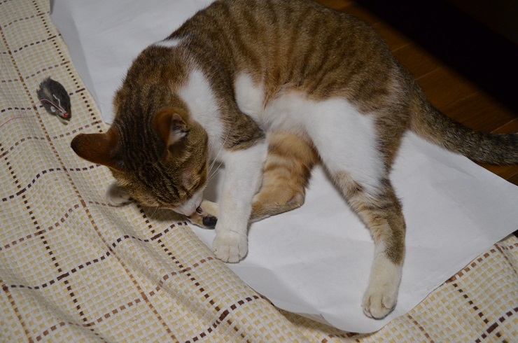 f:id:Tomy103103:20160802005827j:plain