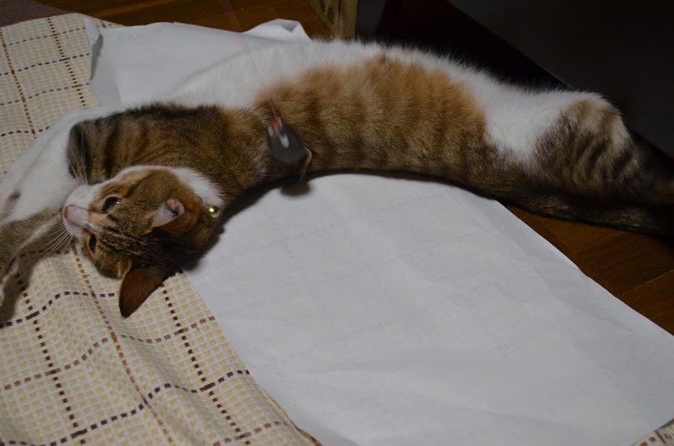 f:id:Tomy103103:20160802005843j:plain