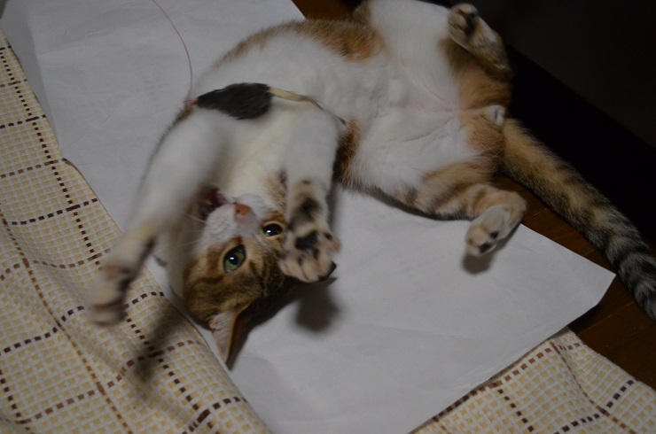 f:id:Tomy103103:20160802005844j:plain