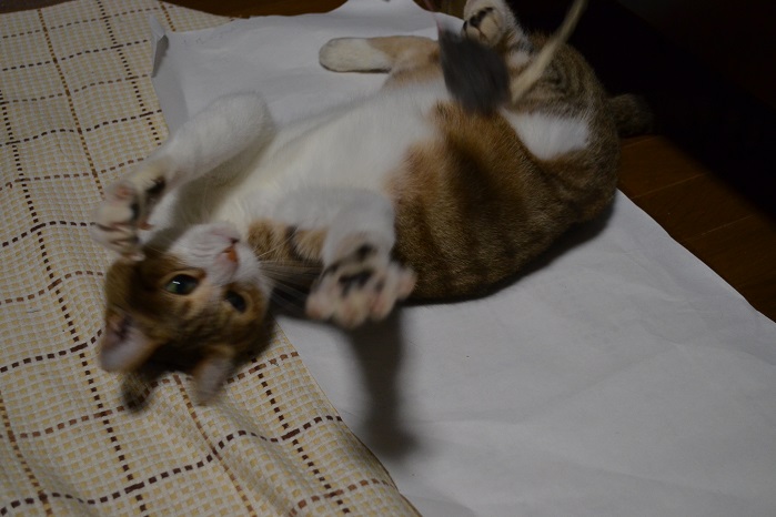 f:id:Tomy103103:20160802005845j:plain