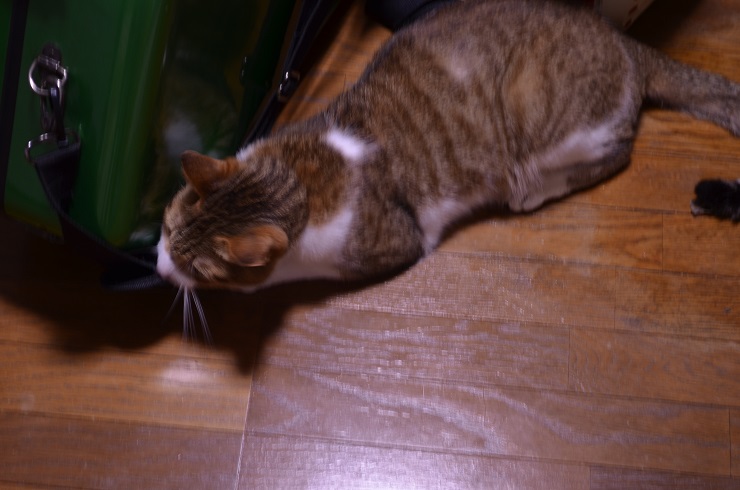 f:id:Tomy103103:20160805002702j:plain