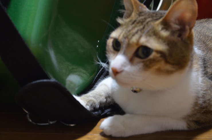 f:id:Tomy103103:20160805002703j:plain