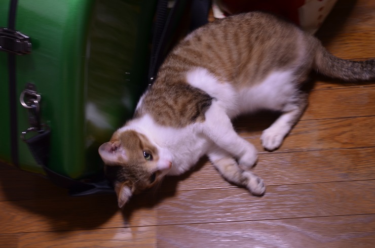 f:id:Tomy103103:20160805002704j:plain