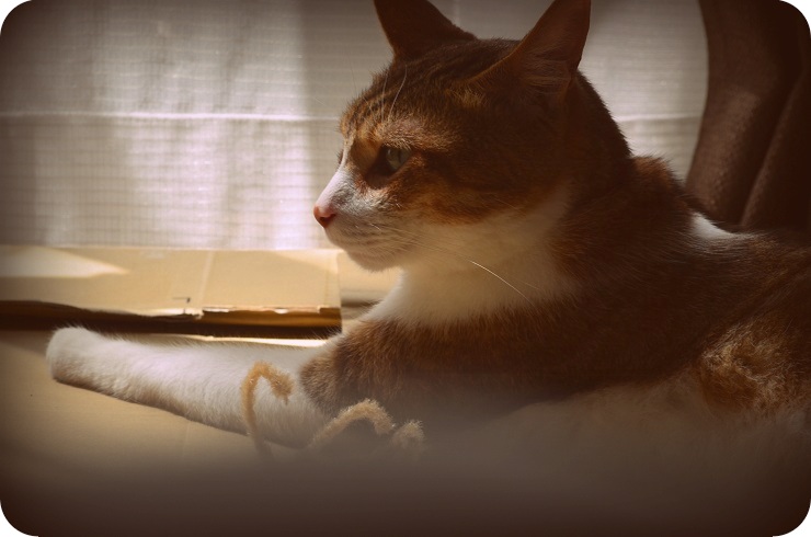 f:id:Tomy103103:20160822235955j:plain