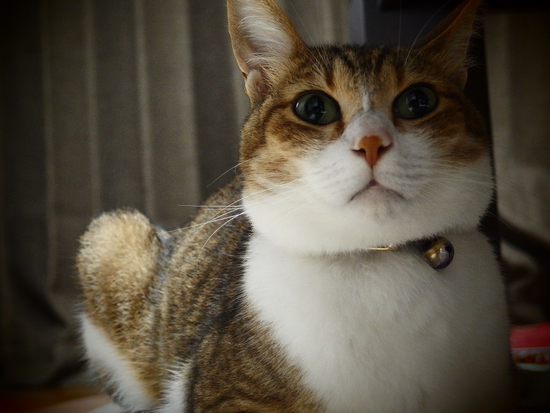 f:id:Tomy103103:20160828223719j:plain