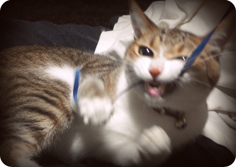 f:id:Tomy103103:20160914000033j:plain