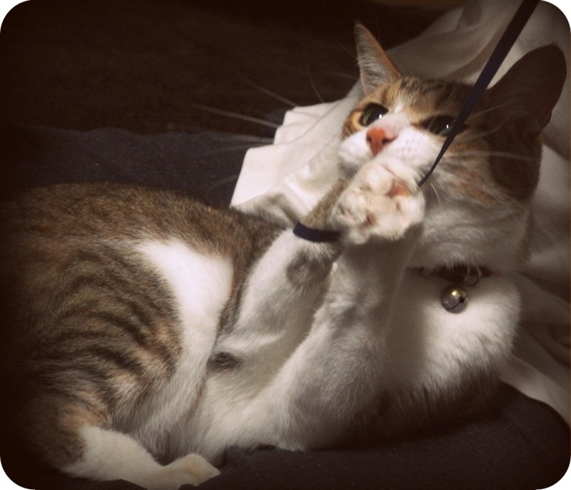 f:id:Tomy103103:20160914000034j:plain