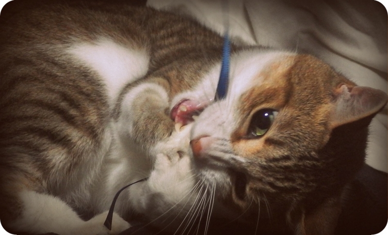 f:id:Tomy103103:20160914000035j:plain