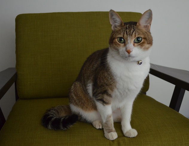 f:id:Tomy103103:20160919223501j:plain