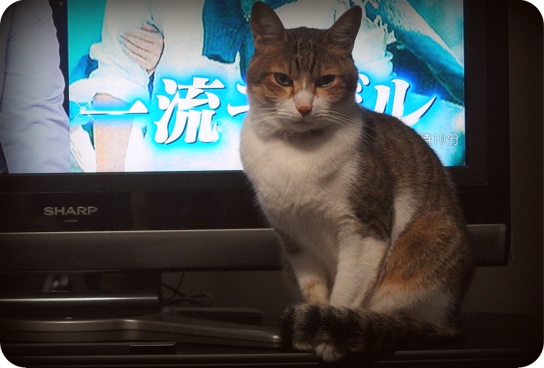 f:id:Tomy103103:20161012235754j:plain