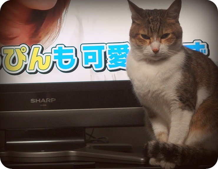 f:id:Tomy103103:20161012235855j:plain