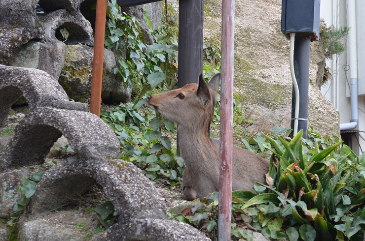 f:id:Tomy103103:20161118015404j:plain