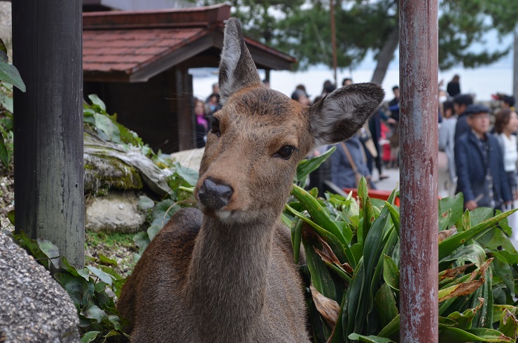 f:id:Tomy103103:20161118015405j:plain