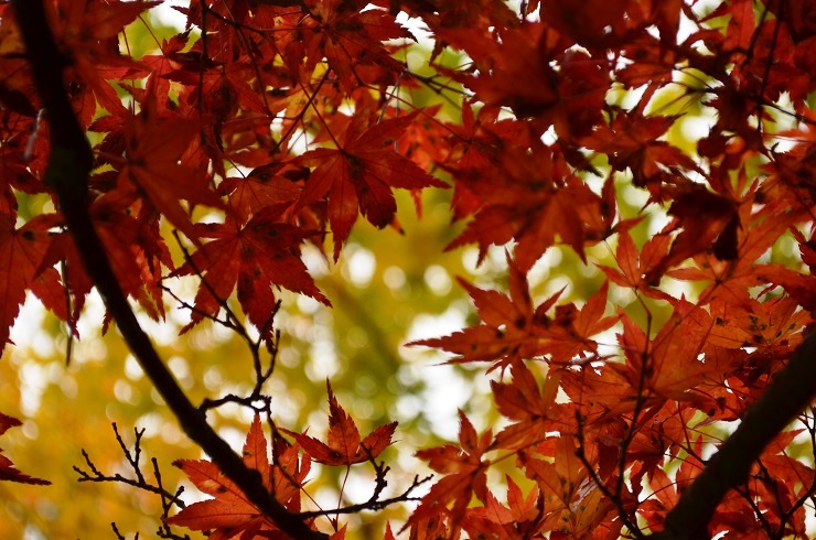 f:id:Tomy103103:20161118015429j:plain