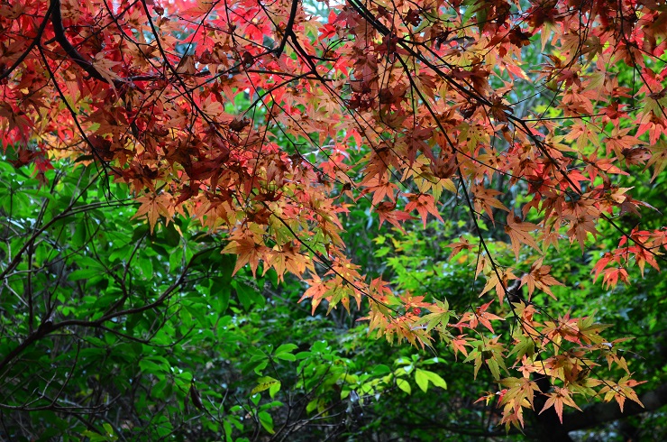 f:id:Tomy103103:20161118015430j:plain