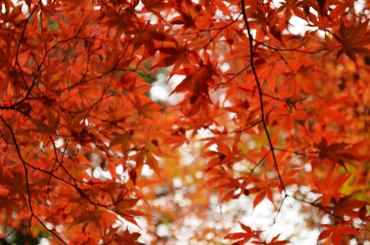 f:id:Tomy103103:20161118015432j:plain