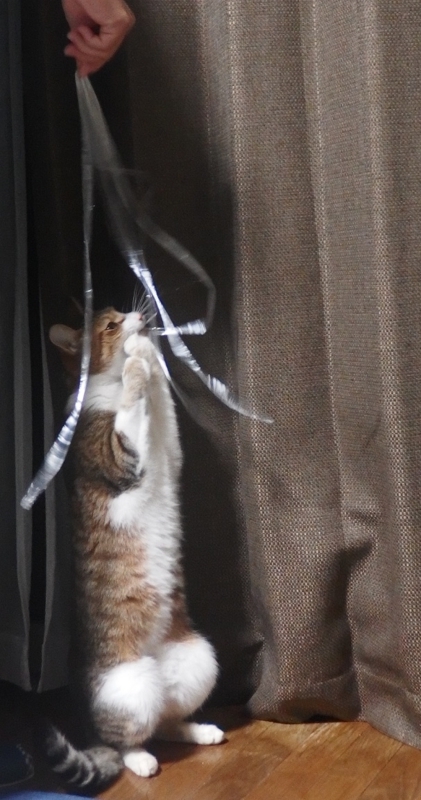 f:id:Tomy103103:20161207222326j:plain f:id:Tomy103103:20161207222326j:plain