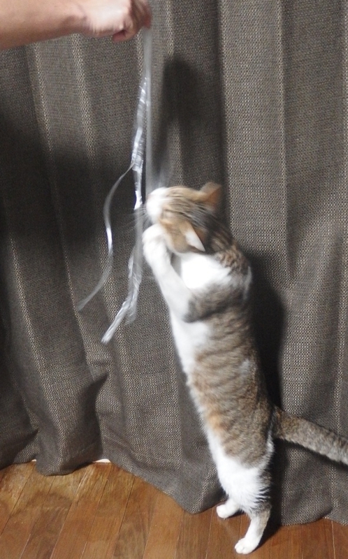 f:id:Tomy103103:20161207222327j:plain f:id:Tomy103103:20161207222327j:plain