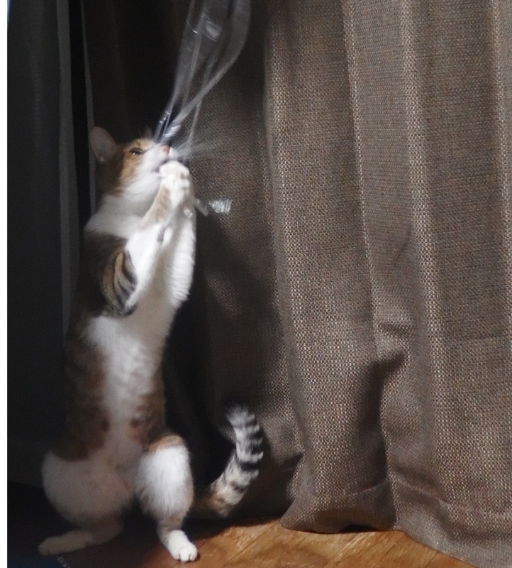 f:id:Tomy103103:20161207222328j:plain f:id:Tomy103103:20161207222328j:plain