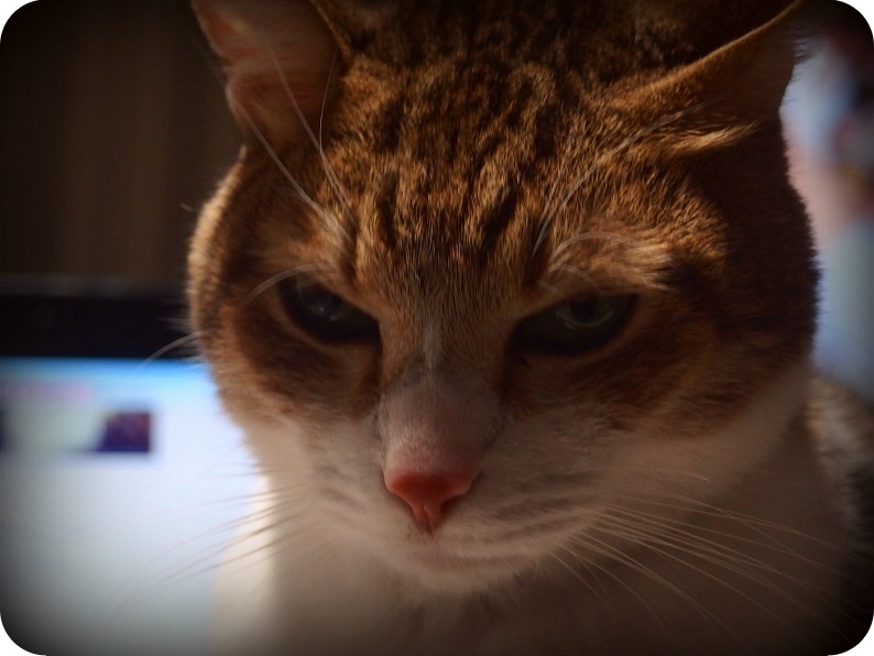 f:id:Tomy103103:20161209001503j:plain