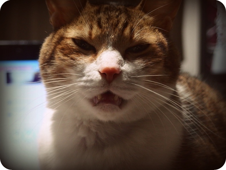 f:id:Tomy103103:20161209001504j:plain