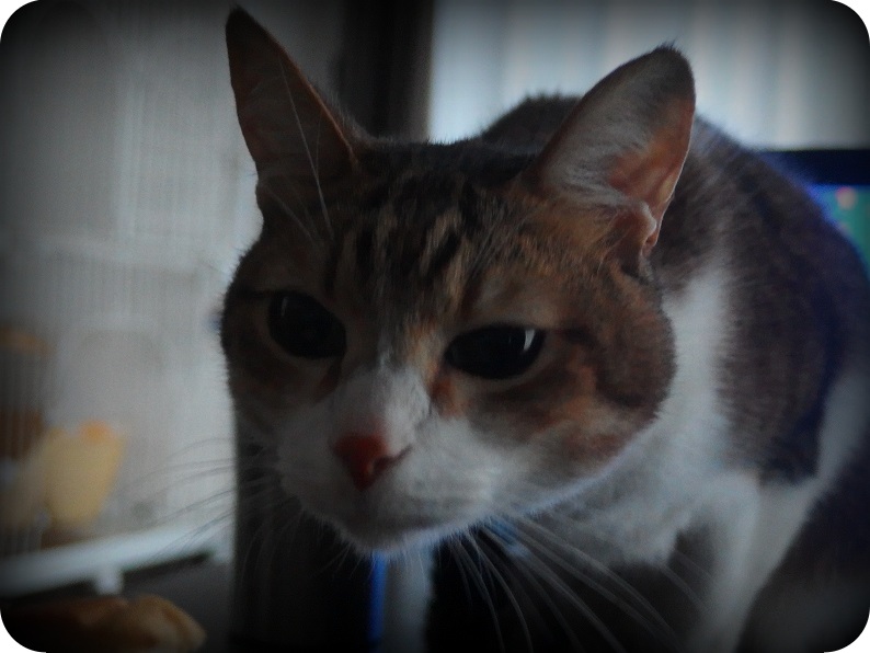 f:id:Tomy103103:20161228231106j:plain