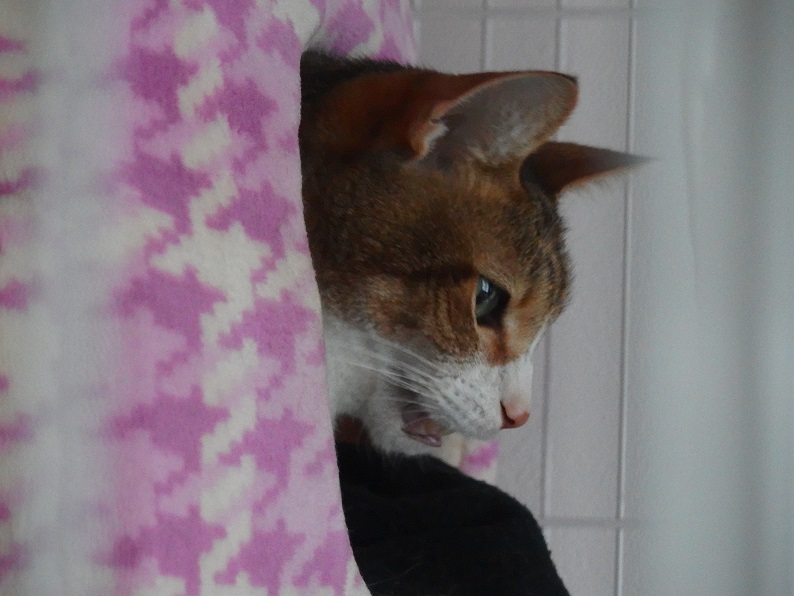 f:id:Tomy103103:20161230002816j:plain f:id:Tomy103103:20161230002816j:plain