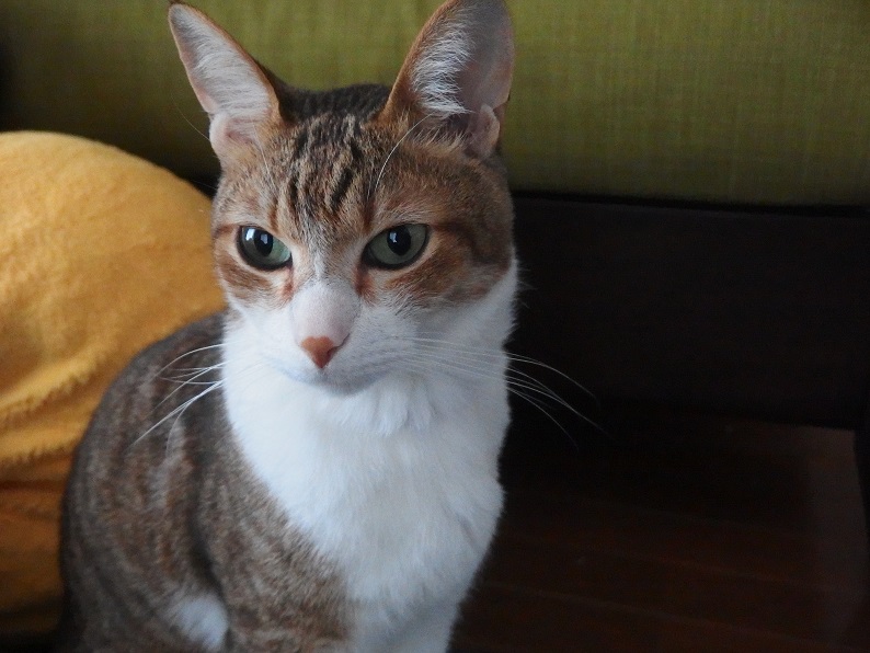 f:id:Tomy103103:20170109221627j:plain