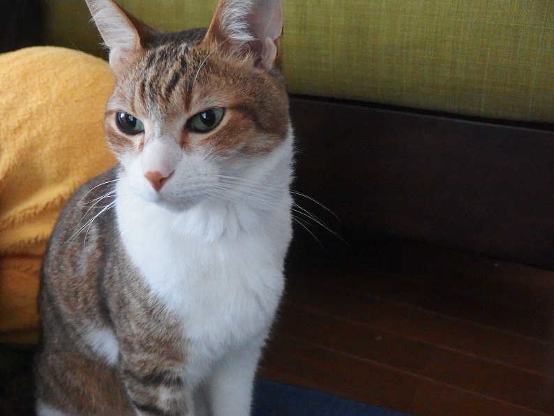 f:id:Tomy103103:20170109221638j:plain